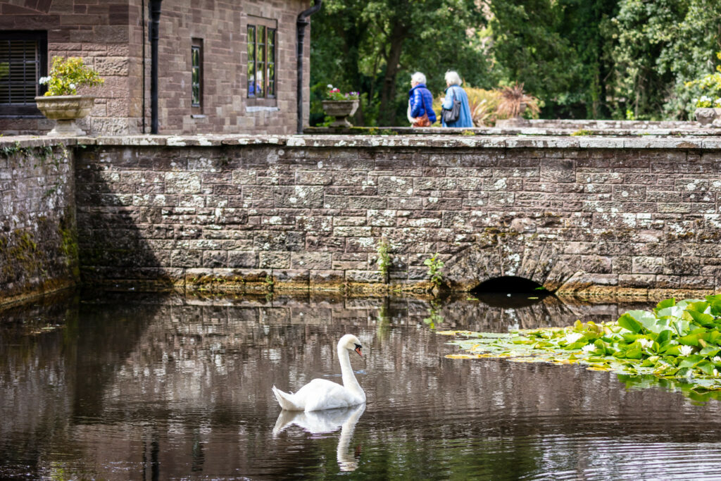 A swan gracefully glides in a pond beside a brick wall, showcasing elegance amidst a serene setting.