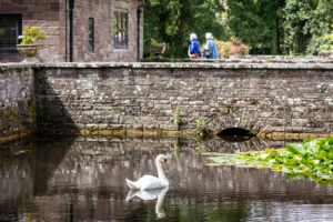 A swan gracefully glides in a pond beside a brick wall, showcasing elegance amidst a serene setting.