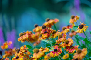 A vibrant field of yellow and orange flowers, blooming in full glory.