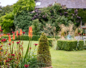 A vibrant flower garden with red blossoms and lush green grass, creating a picturesque scene.A vibrant flower garden with red blossoms and lush green grass, creating a picturesque scene.