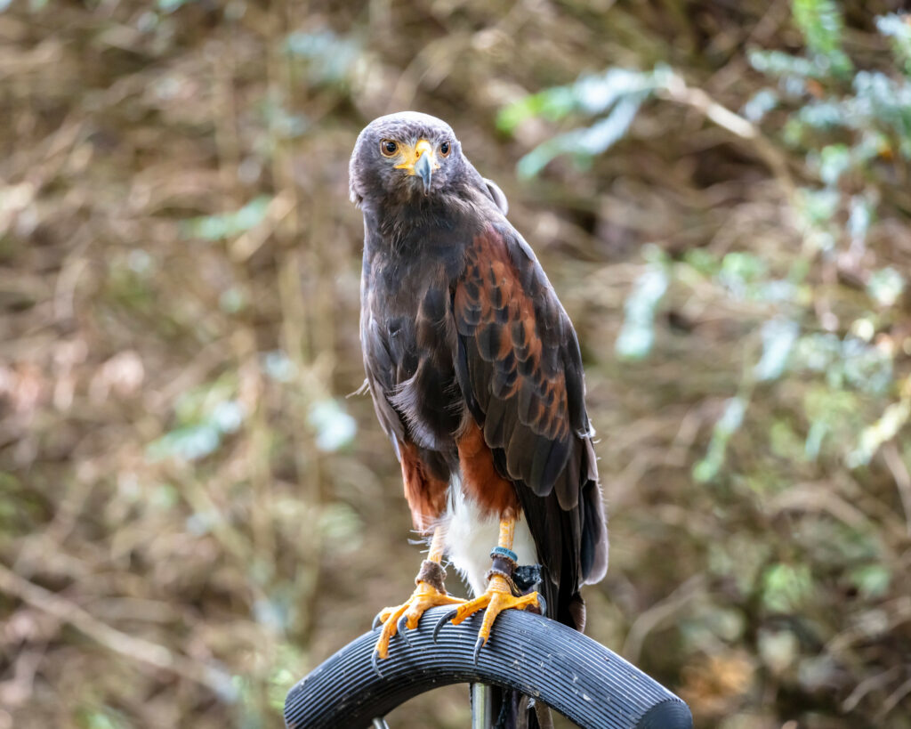 A hawk perched on a bike tire, observing its surroundings with a keen gaze.