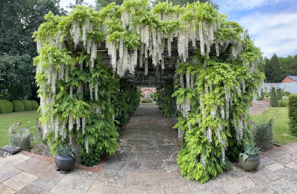 A walkway with a pergola covered in lush green plants, creating a serene and inviting atmosphere.