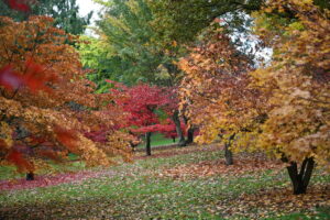 Autumn leaves scattered on the ground in a serene park setting, showcasing the vibrant colors of the season.