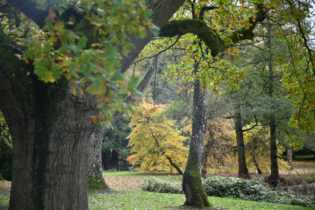 A serene park with lush green trees and a carpet of grass.