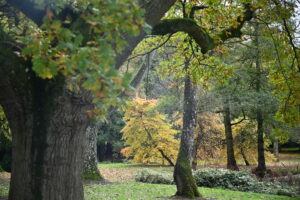 A serene park with lush green trees and a carpet of grass.