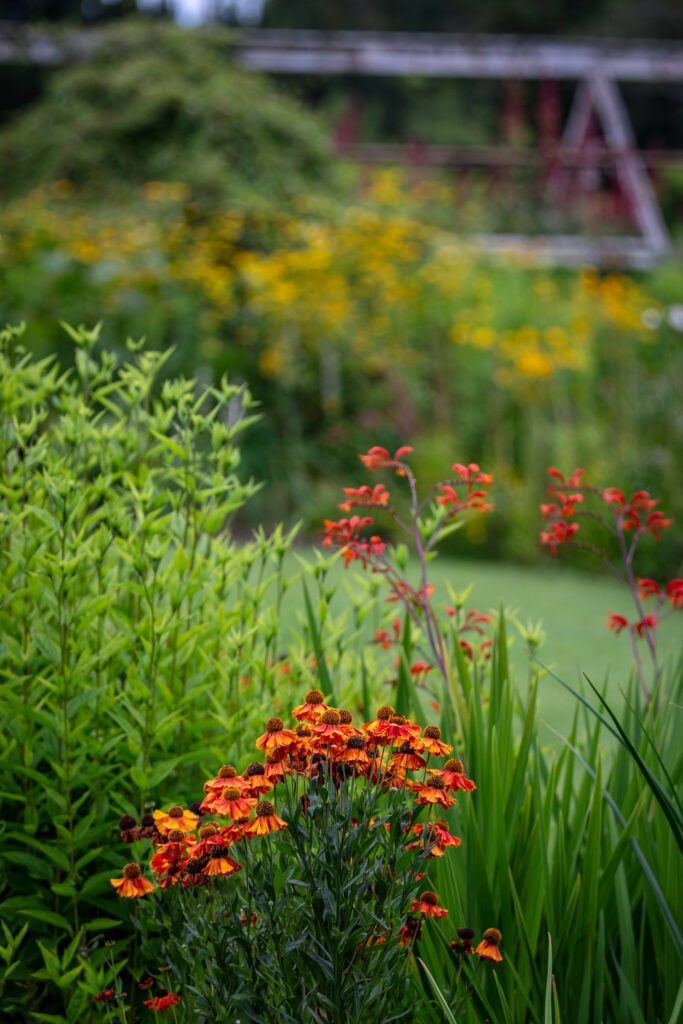 A vibrant flower garden showcasing red and orange flowers in full bloom, creating a stunning display of colors.