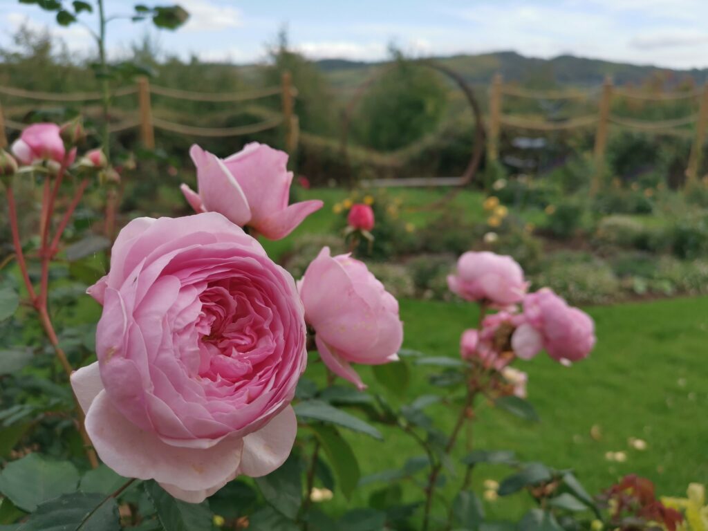 Pink roses blooming in a lush garden, surrounded by vibrant green grass. A picturesque scene of nature's beauty.