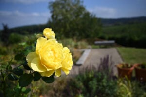 A vibrant yellow rose blooming in a serene garden.